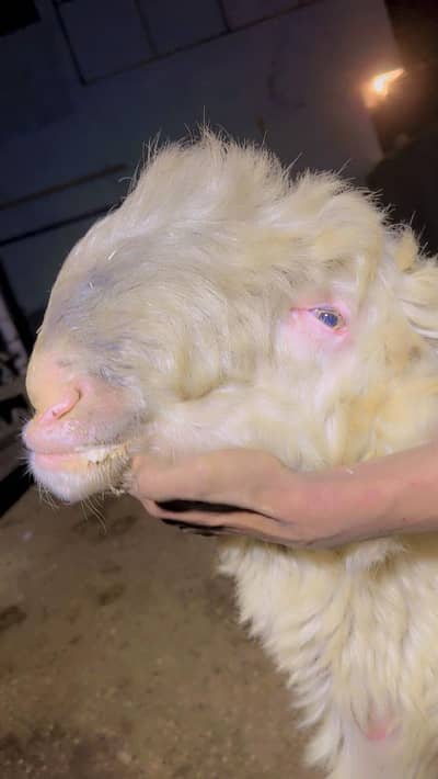 pure Mundra DGK breed  2 teeth pure white colour height 44 inch