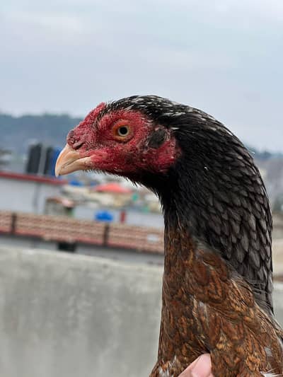 aseel 2 patha and one madi for sale . . laka patha one eye breder