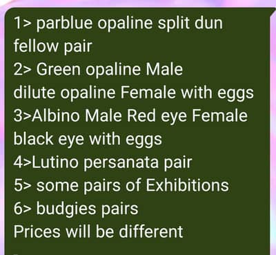 LOVEBIRDS/EXHIBITION/BUDGIES