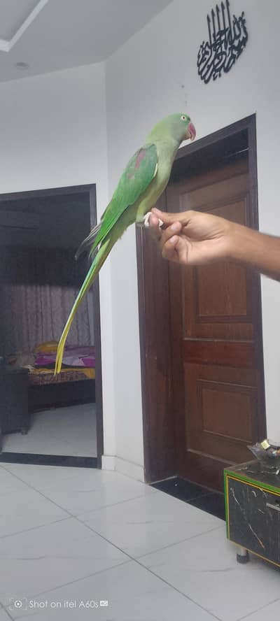 Raw Parrot