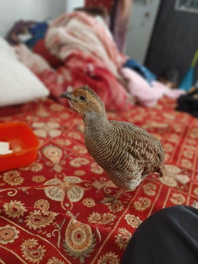 irani teeter for sale pair hand tamed also