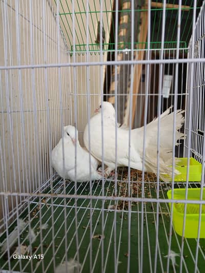 Lucky kabootar With Brabd new Cage