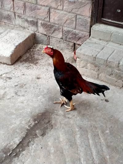 aseel murga or black murgi for sale