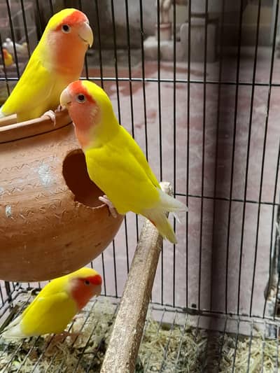 for sale chowk kumharanwala RS. 2100