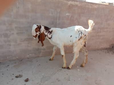 khasi bakra hai qurbani p lgega