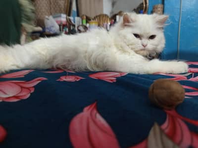 Female Persian Cat