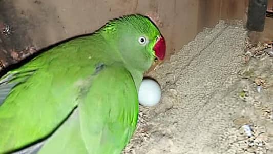 Ringneck breeder pair