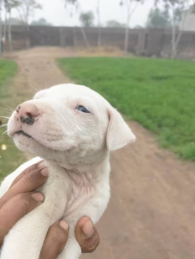 pure gultair female puppy for sale in Mandi bahauddin city