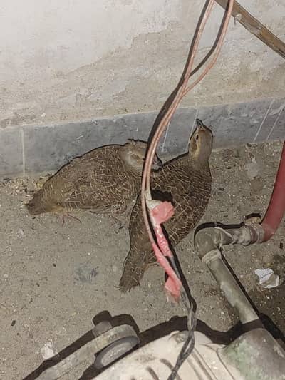 irani teeter for sale pair hand tamed with cage