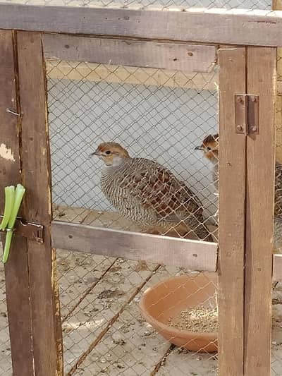 Dakhanii teeter breeder pair for sale