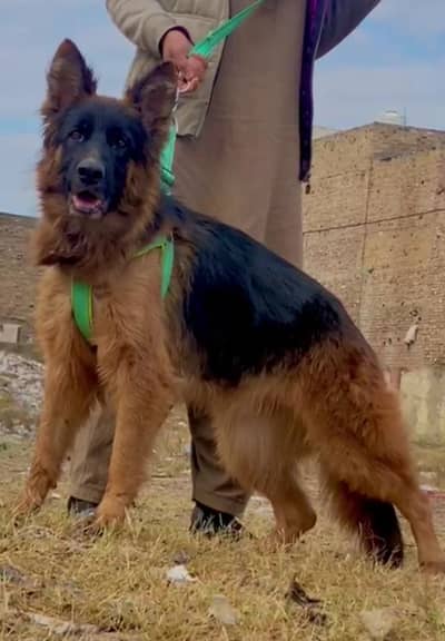 German shepherd long coat female for sale age 17 month