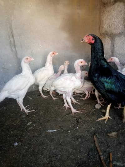 Heera chicks For sale