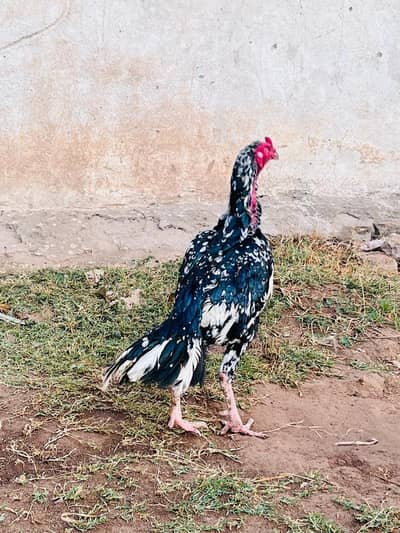 Aseel cheena patha for sale