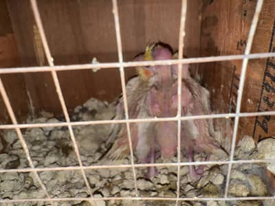 cream coctail chicks for hand tame red eyes
