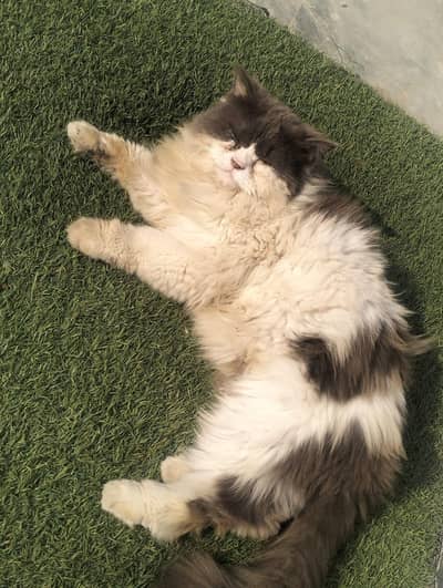 cate  male for sale urgent