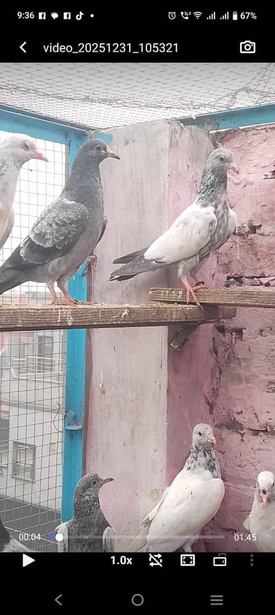 13 piece pure resulted bachy for sale