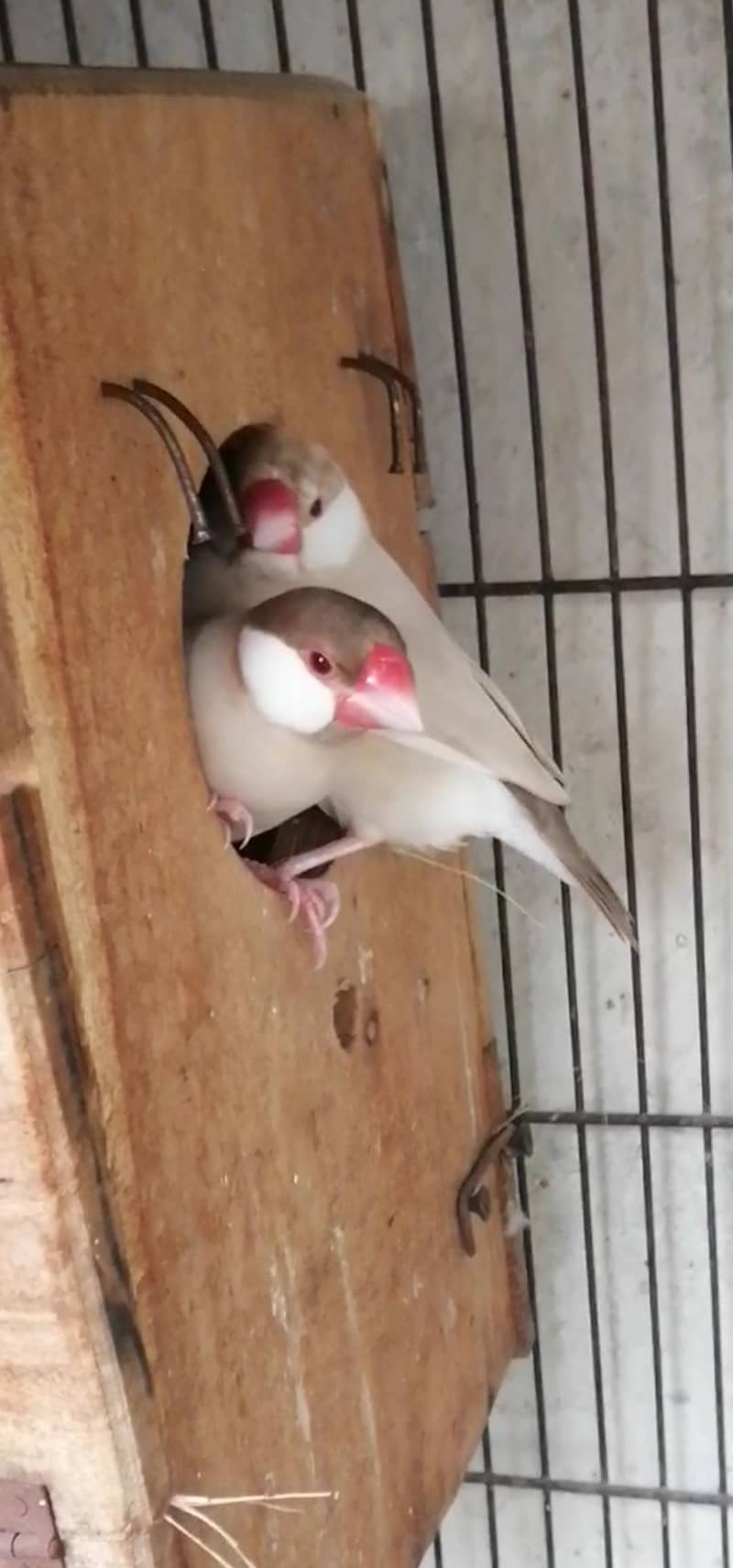 fawan java breder pair 0