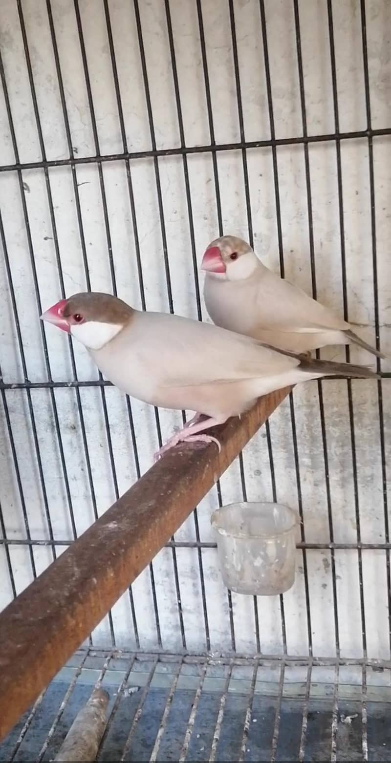 fawan java breder pair 1