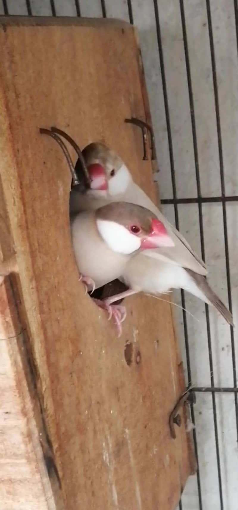 fawan java breder pair 2