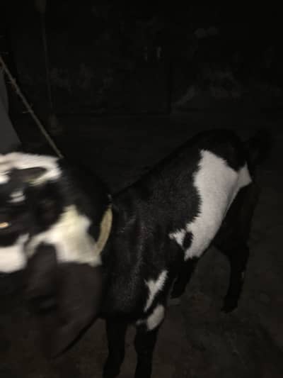 Goat for sale bakra/bakri