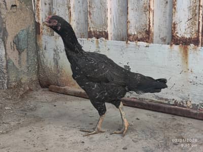 Quality Aseel Female