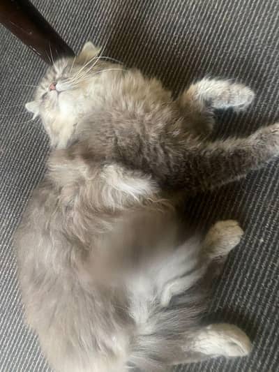 bristish longhair gray tabby coat ,,fluffy cute cat