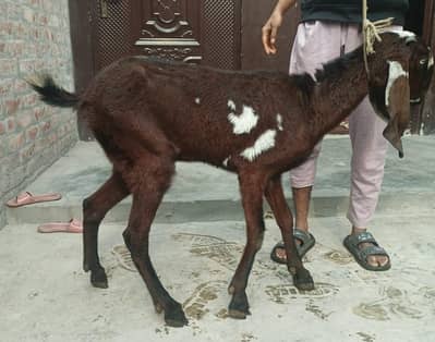 pure nagra nasal path for sale fresh cros krwai hai