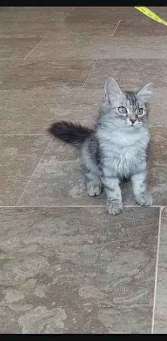 persian male kitten for sale