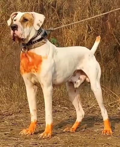 bully male aje 15 month 28 inch available for sale