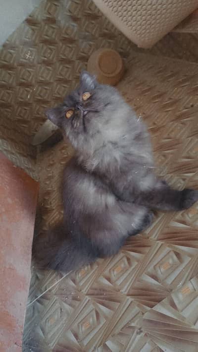 Persian cat