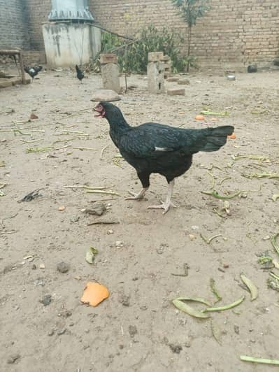 Aseel murgiya murgha dastyab hai