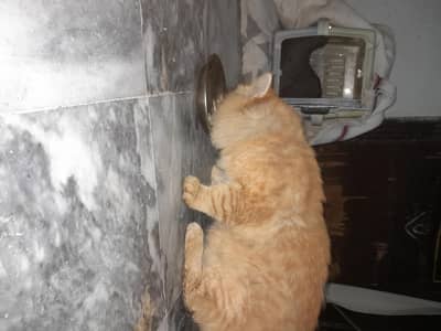 Brown Male Persian Cat