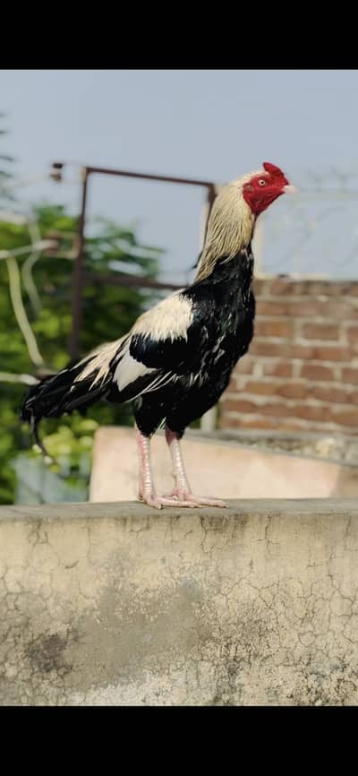 White Jawa white nook nali