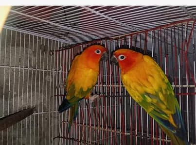 sun conure