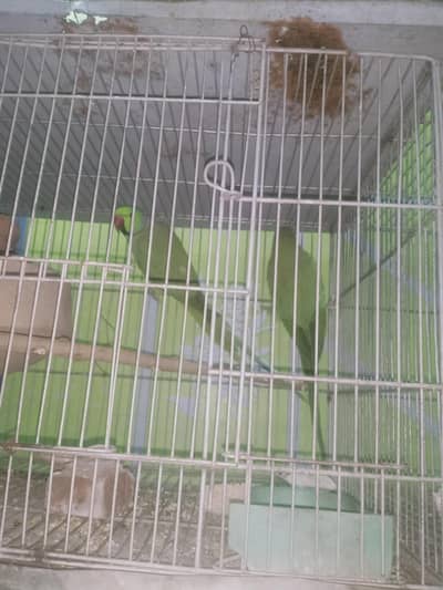 Birider pair)ph:03152474562