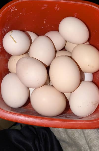 fresh & high quality eggs