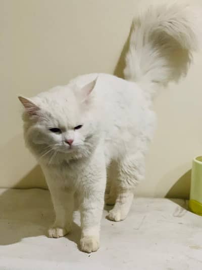 male Persian cat vaccinated