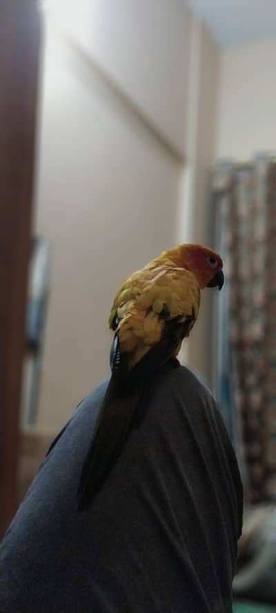 Sunconure handtamd For Sale