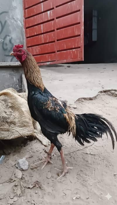 high quality Male Female