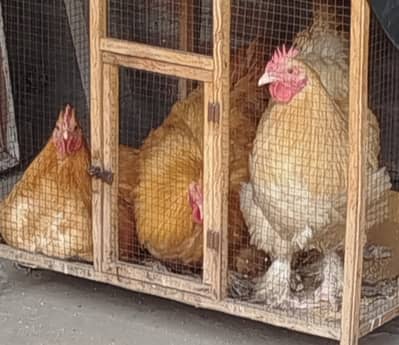 Golden Buff Heavy 3 Chickens , 2 Roasters and 1 Hen - Ready for laying
