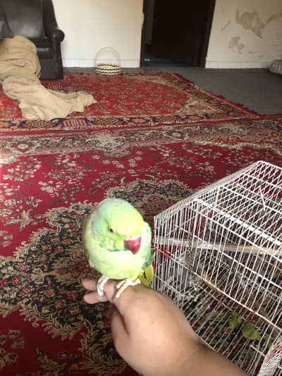 Hand Tamed Green ring neck on the line