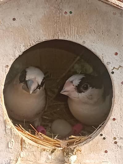 confirm male and female