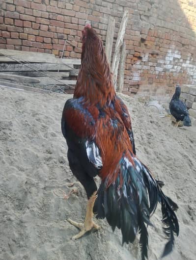 Aseel Murgha Big Size