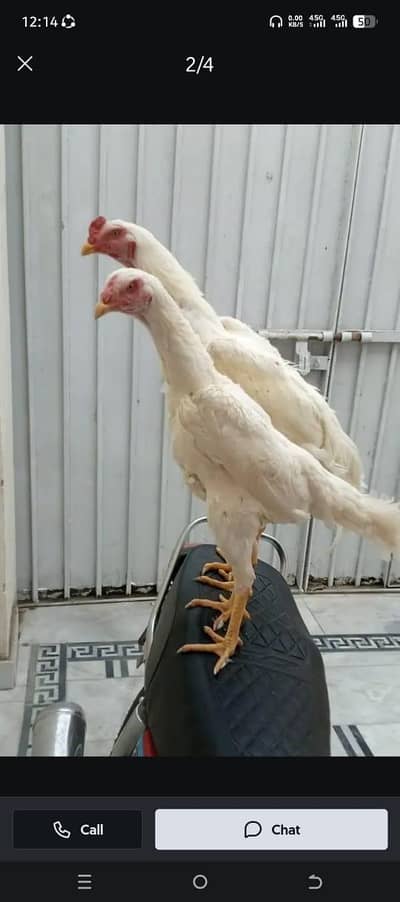 Paper white murga pair for sale only WhatsApp number 0325/15/12/151