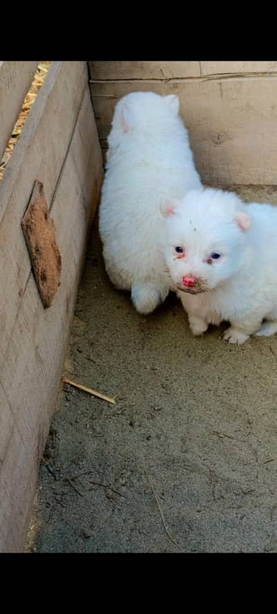 Russian pink nose top quality puppies