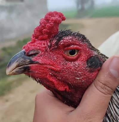 Thai Cross breader aseel murga