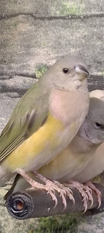 Gouldian Flinch Exhibition size Chick's Available.