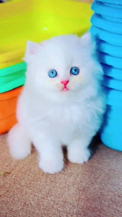 pure pairsian male female kitten for sale 03296428873wahtsap