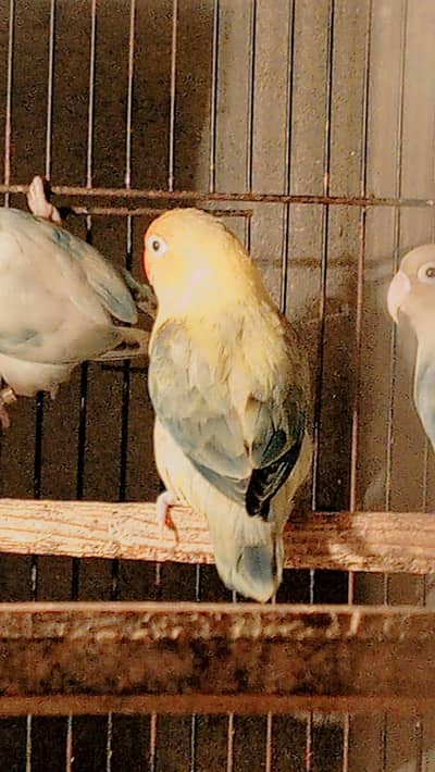 parblue euwing opline