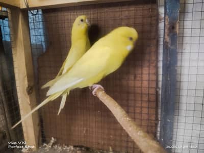 King Size  Red Eye's